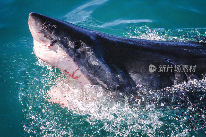 大白鲨(Carcharodon carcharias)